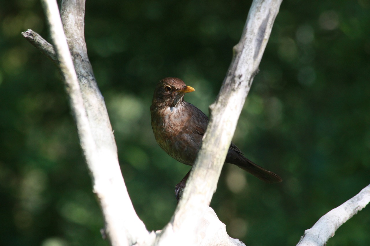 the sparrow bird tree free photo