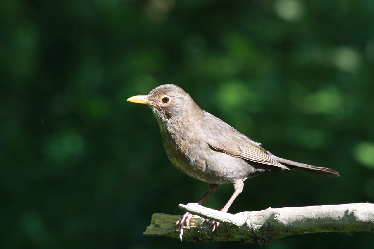the sparrow bird branch free photo