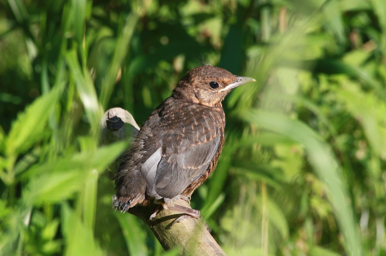 the sparrow chick feathers free photo