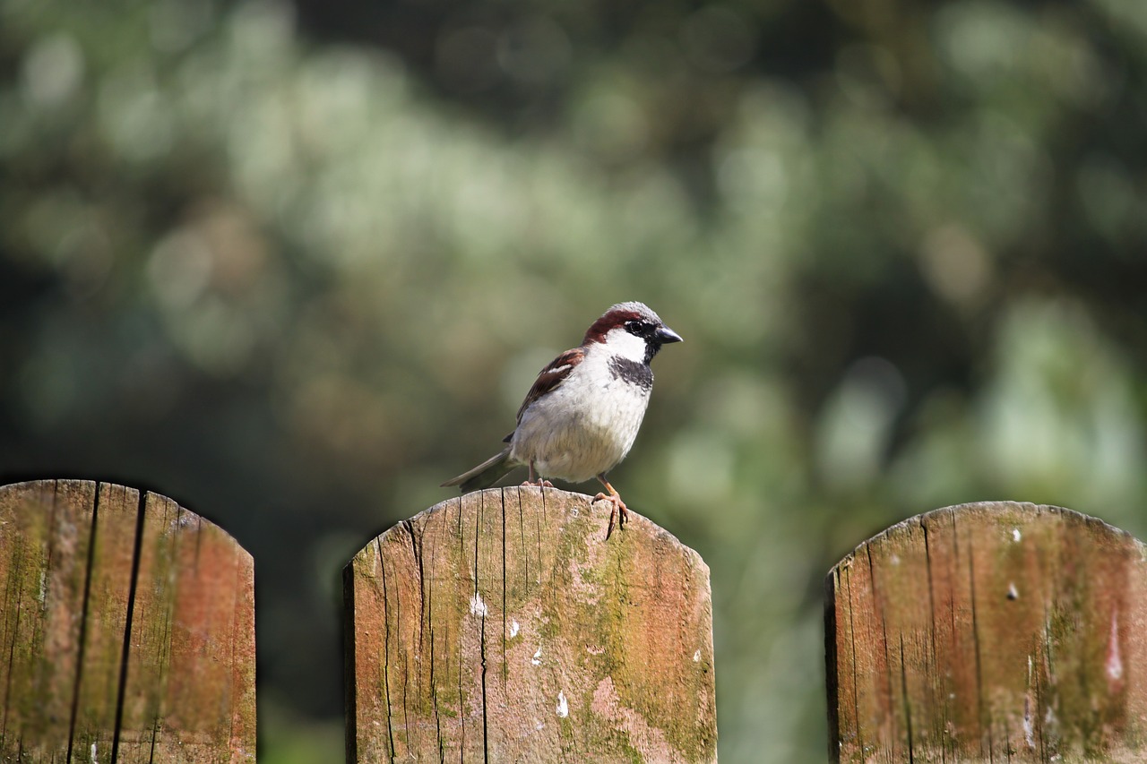 the sparrow bird nature free photo