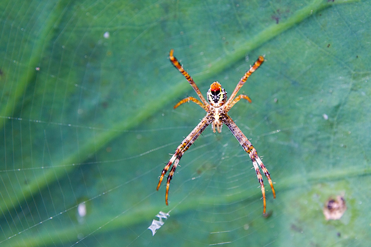 the spider spider webs lotus leaf free photo