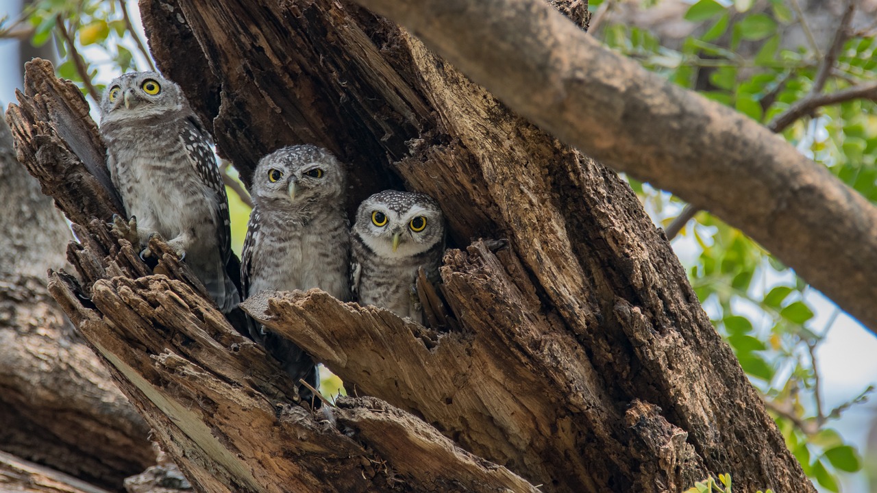 the spotted owlet athene brama spotted owlet free photo