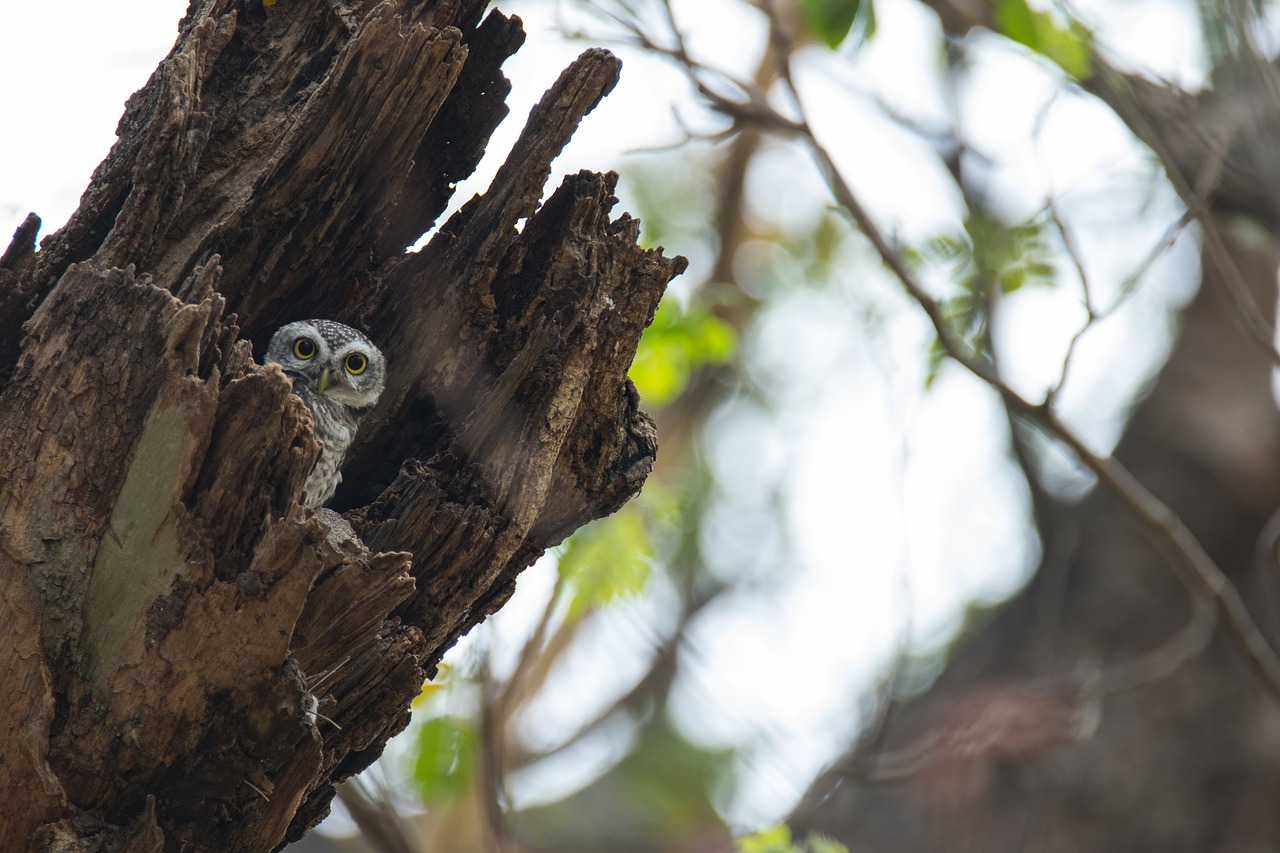 the spotted owlet athene brama spotted owlet free photo