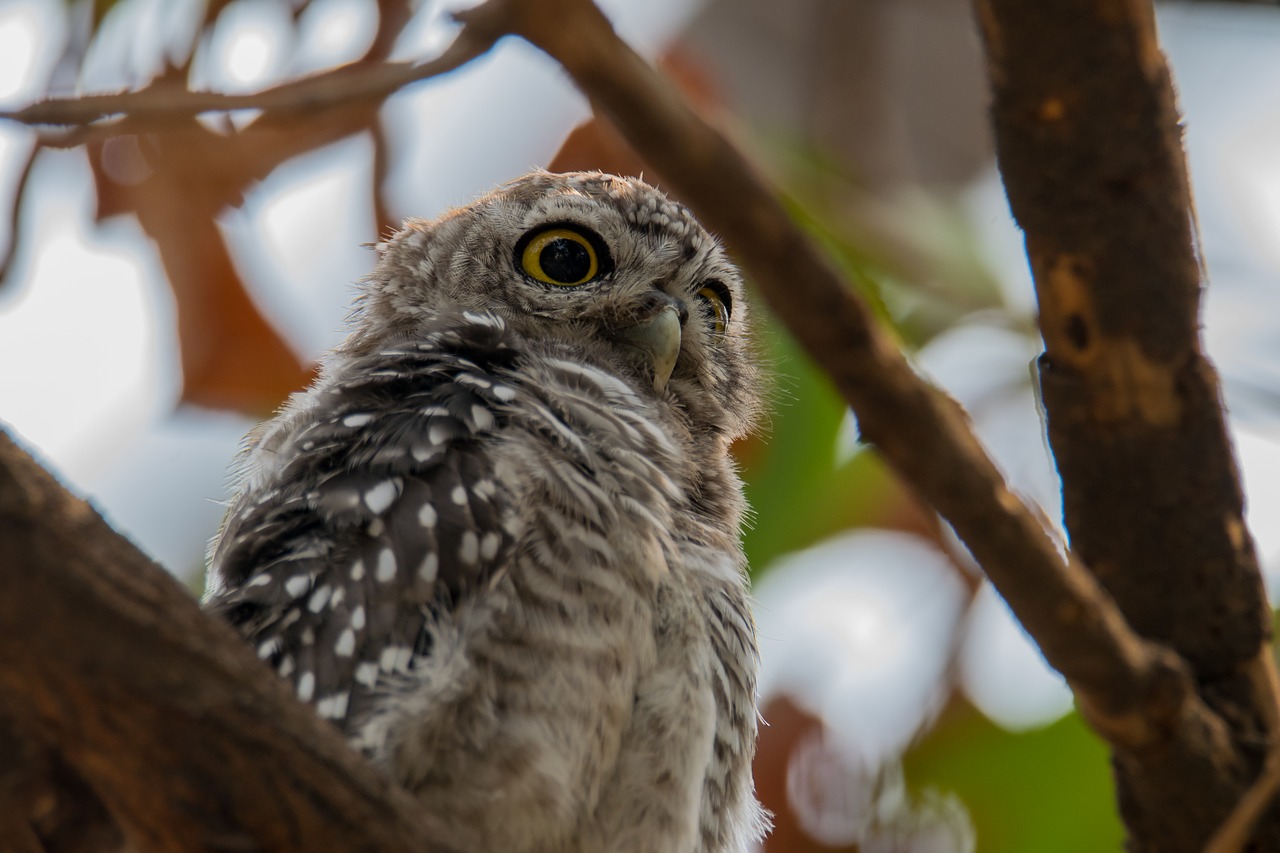 the spotted owlet athene brama spotted owlet free photo