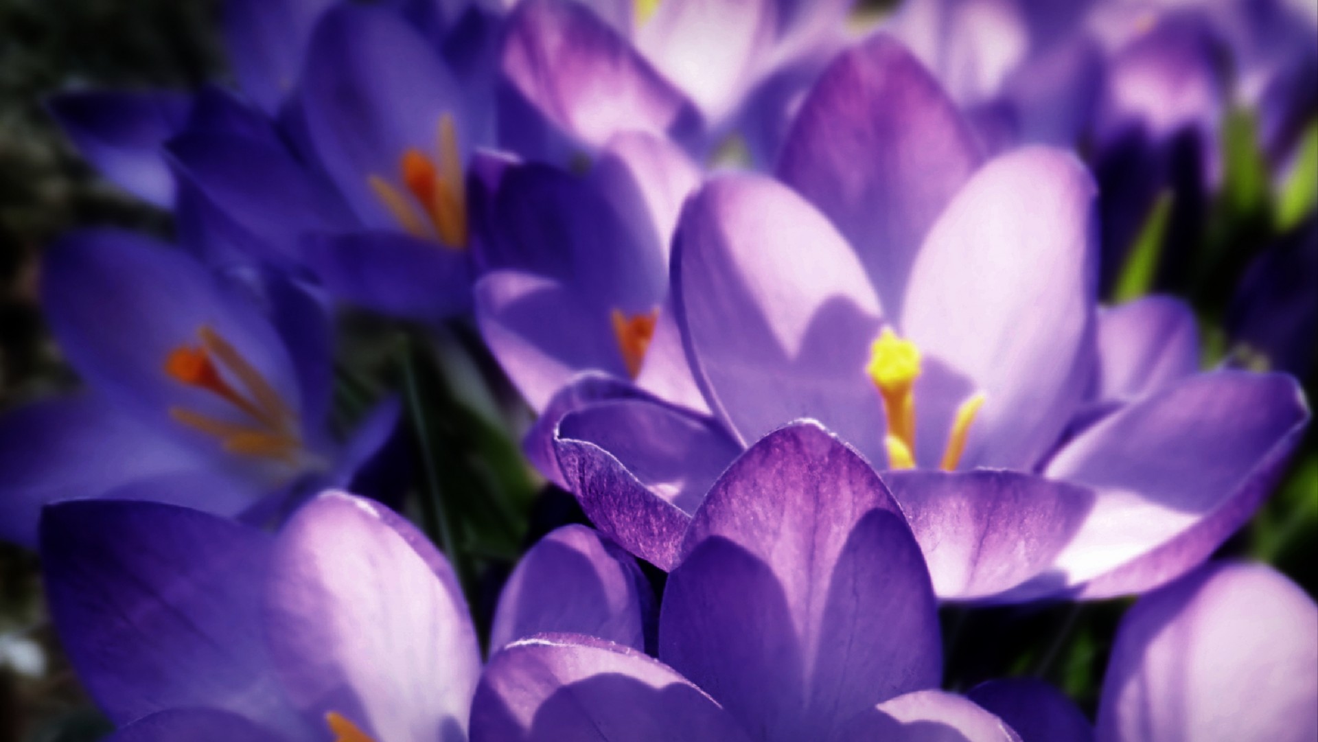 purple flower crocus free photo