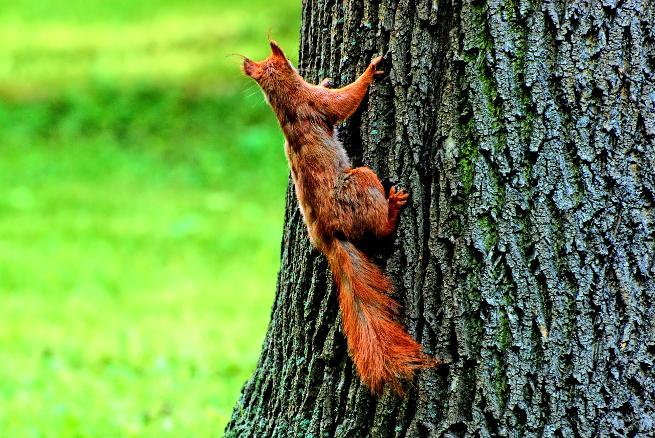 the squirrel nature animal free photo