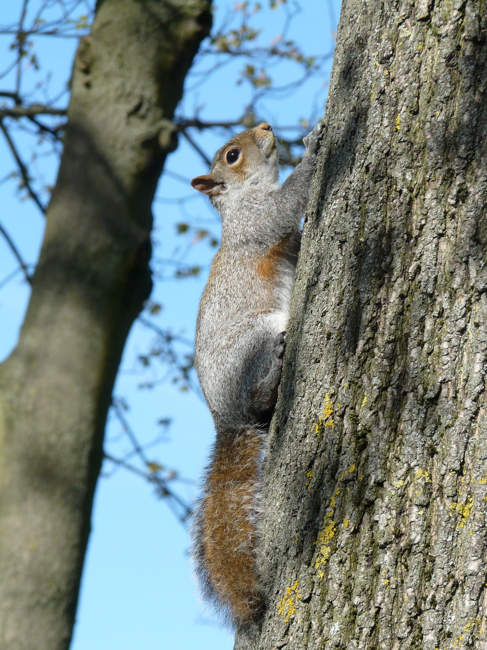 the squirrel nature tree free photo