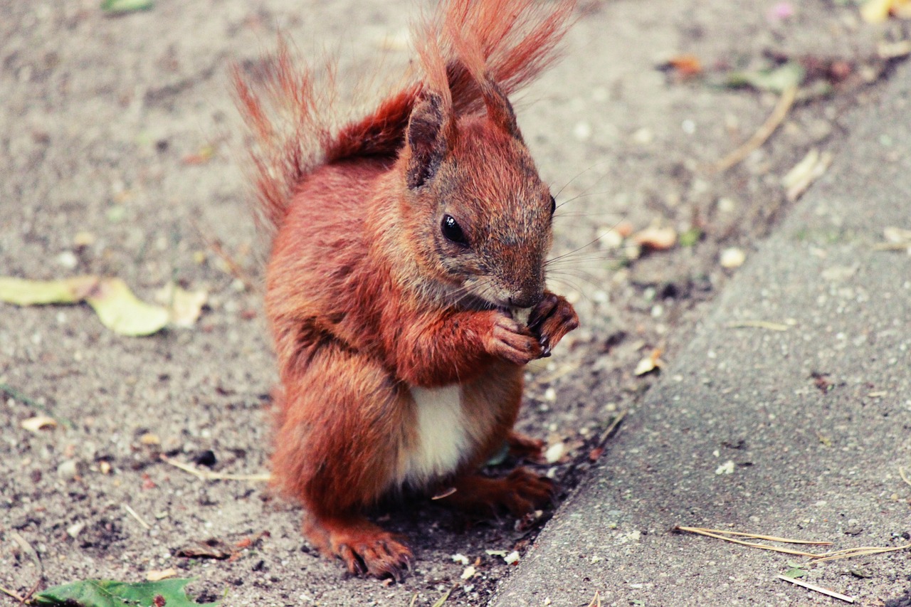 the squirrel park ruda free photo