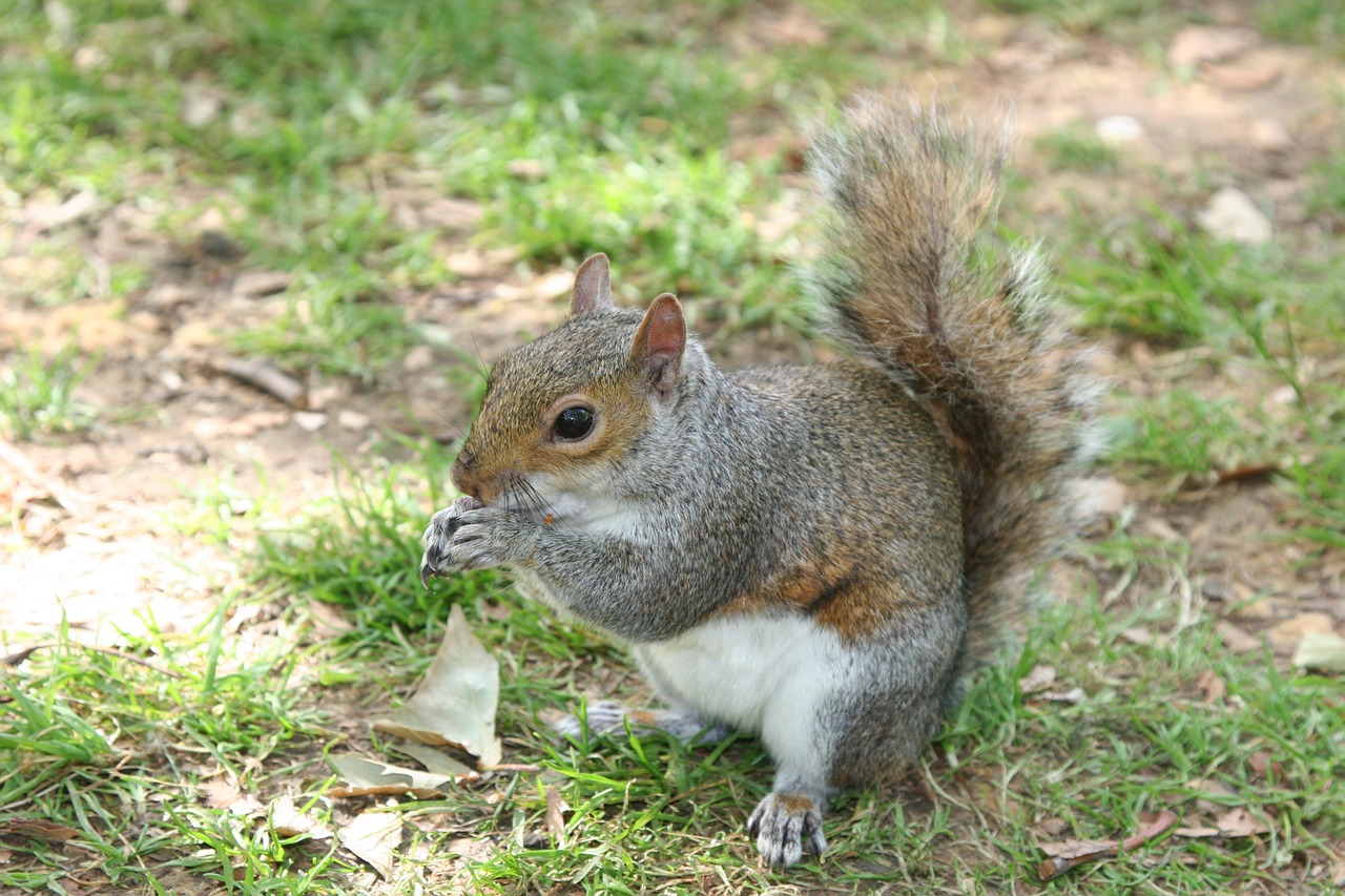 the squirrel pet park free photo