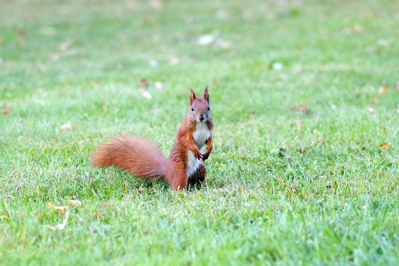 the squirrel animal rodent free photo