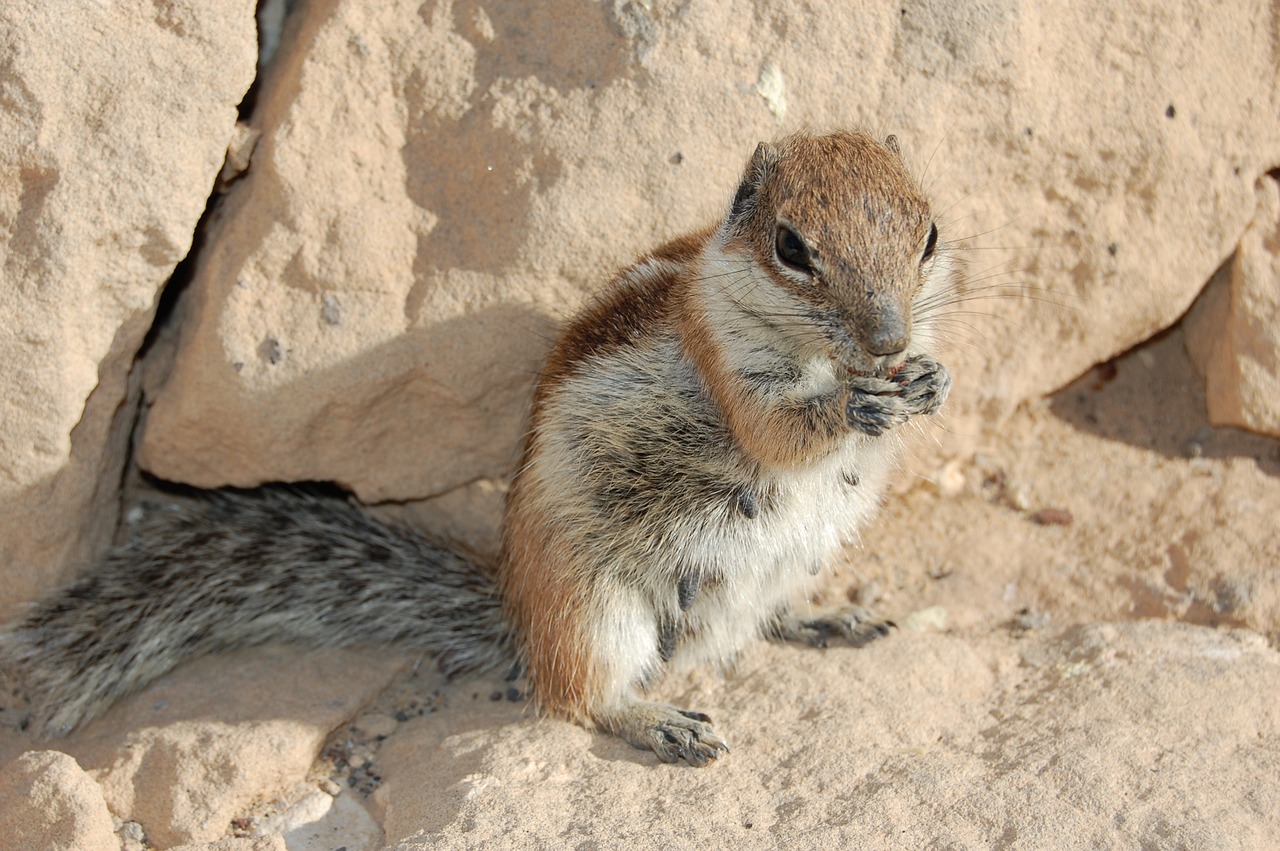 the squirrel feurteventura rodent free photo