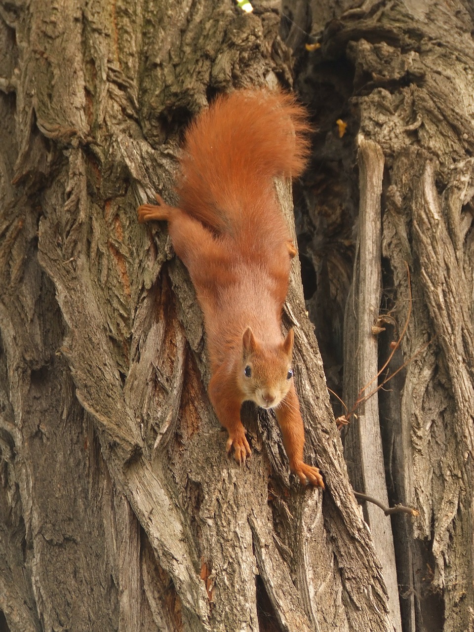 the squirrel tree animal free photo