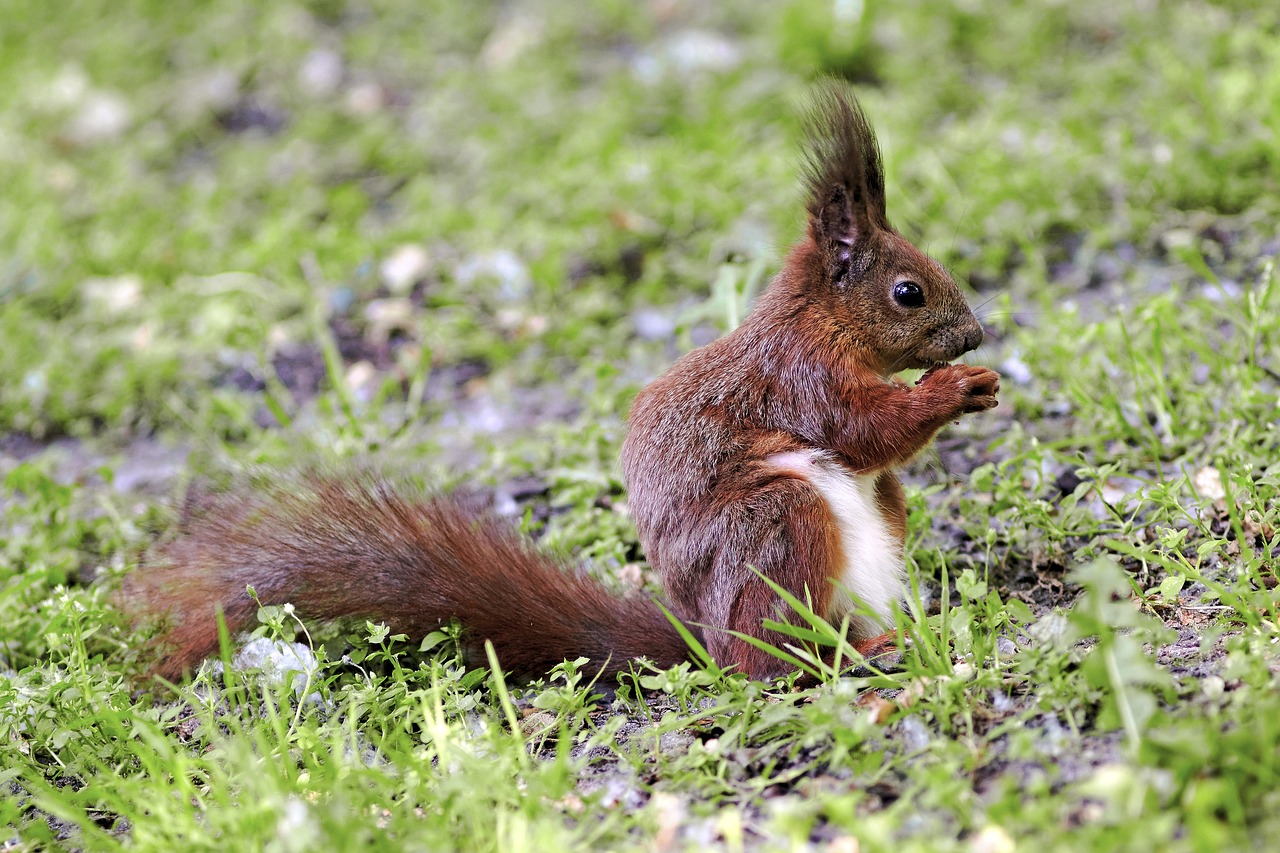 the squirrel nature park free photo