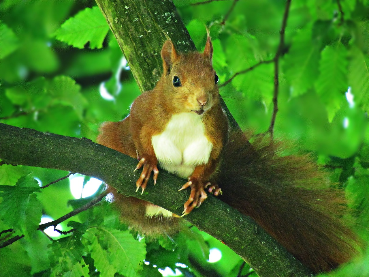 the squirrel rodent walnut free photo