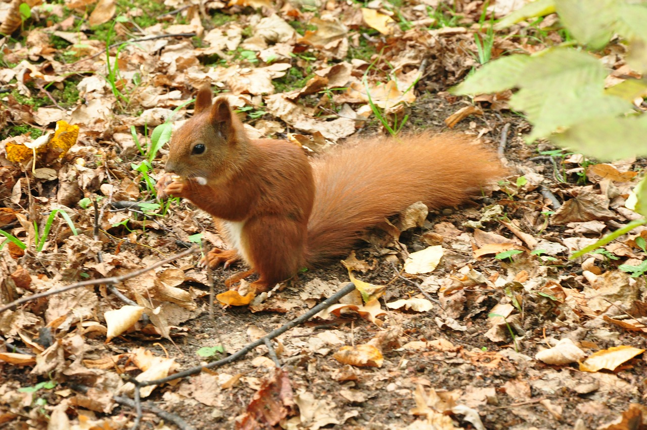 the squirrel animal park free photo