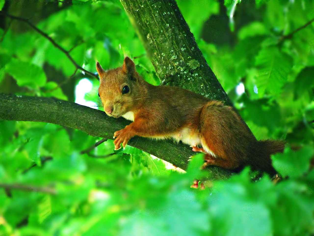 the squirrel mammal ruda free photo