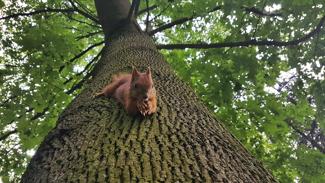 the squirrel tree foliage free photo