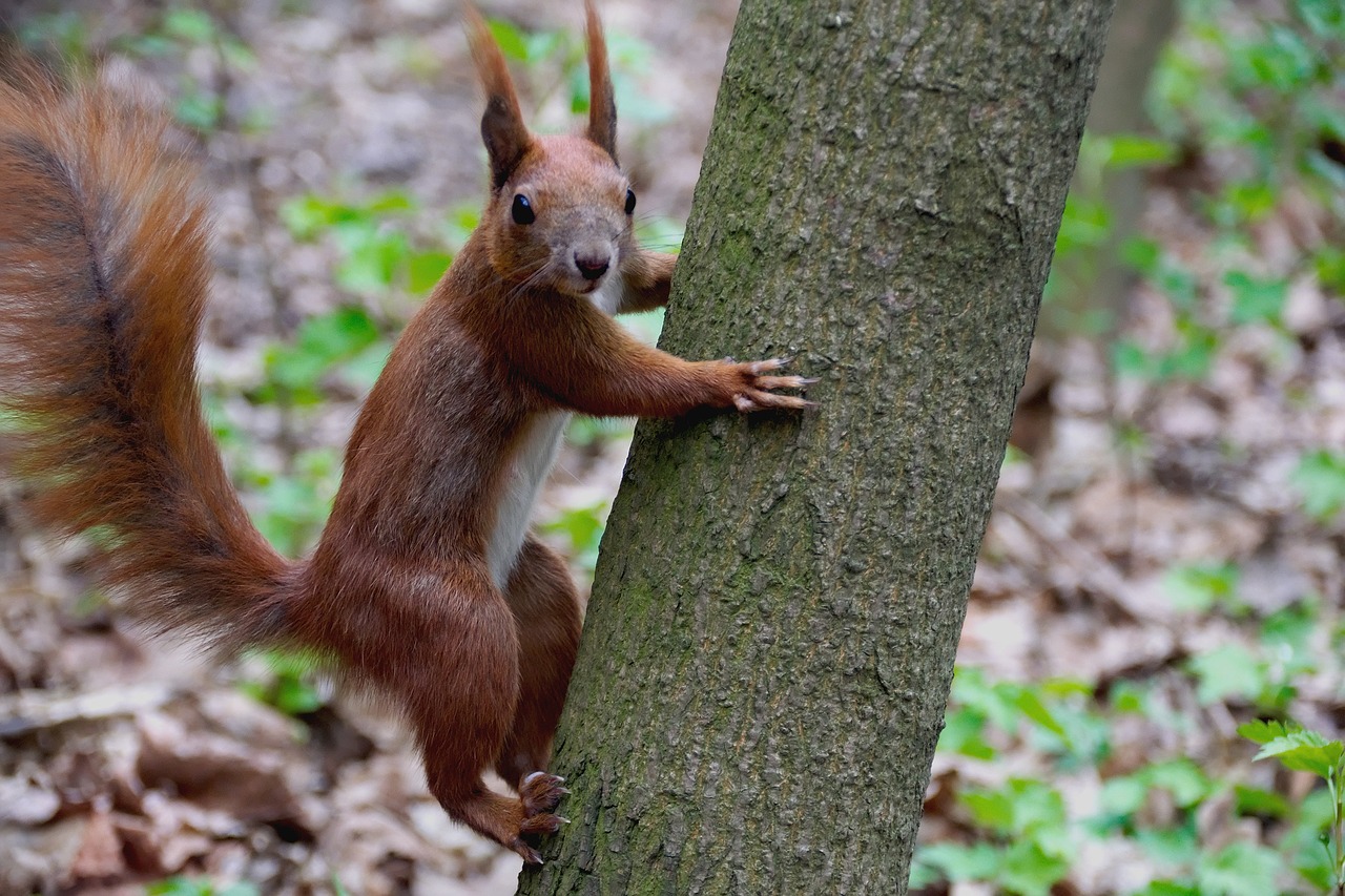 the squirrel animal forest free photo