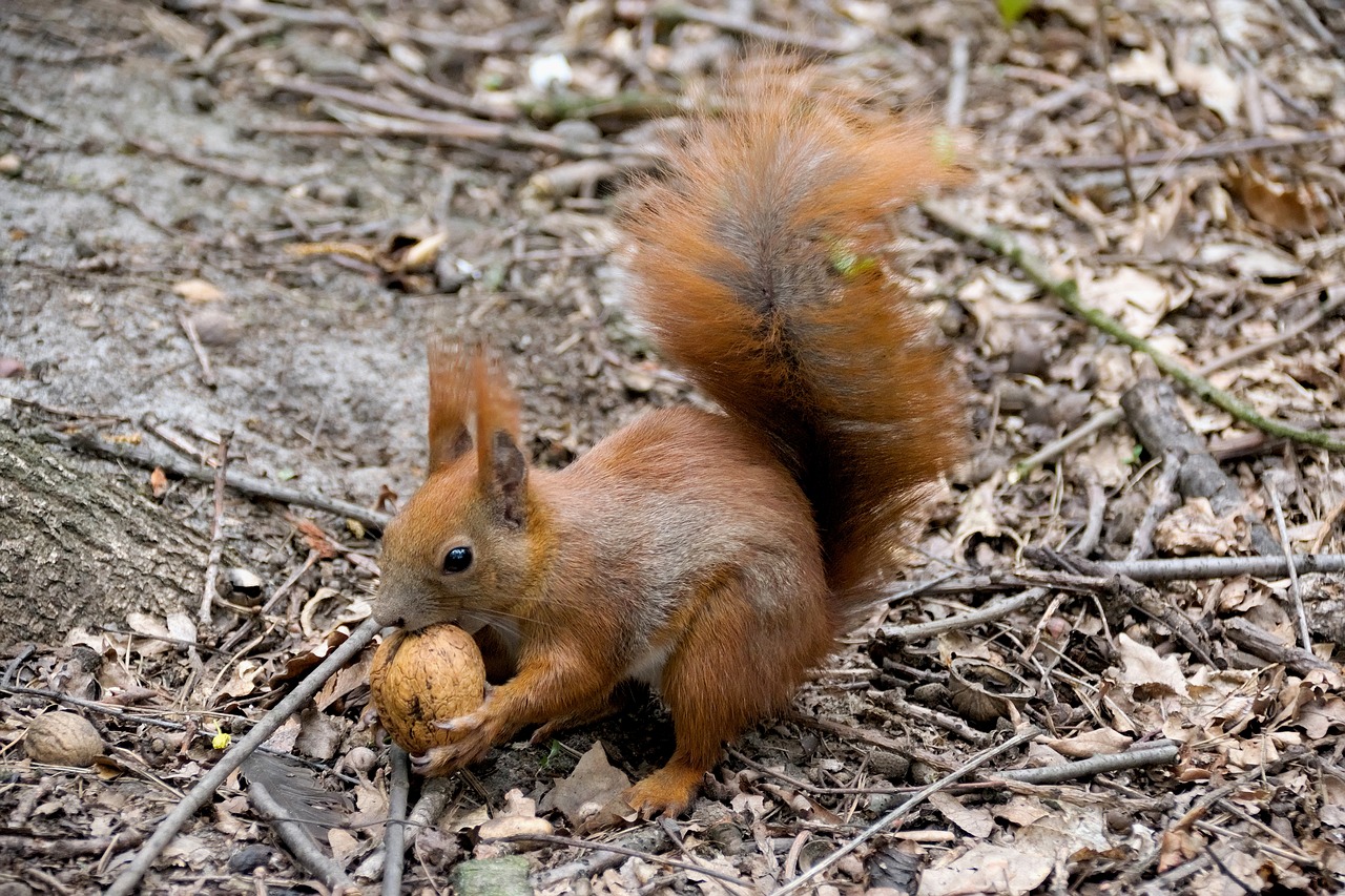 the squirrel animal ruda free photo