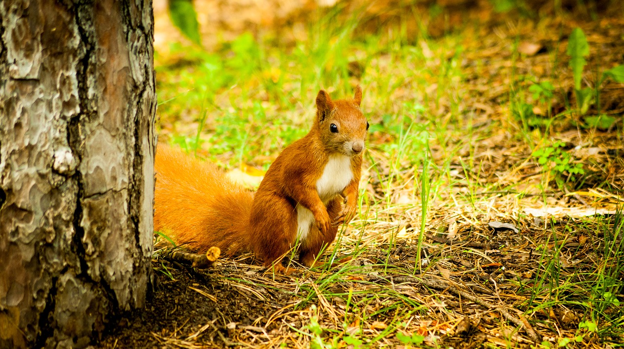 the squirrel forest ruda free photo