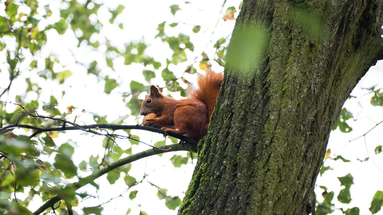 the squirrel ruda walnut free photo