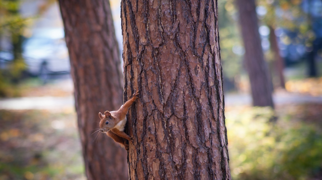 the squirrel tree park free photo