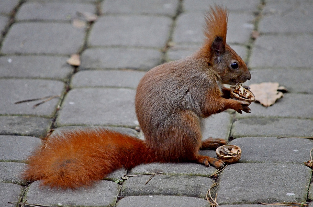 the squirrel the pedestrian area park free photo