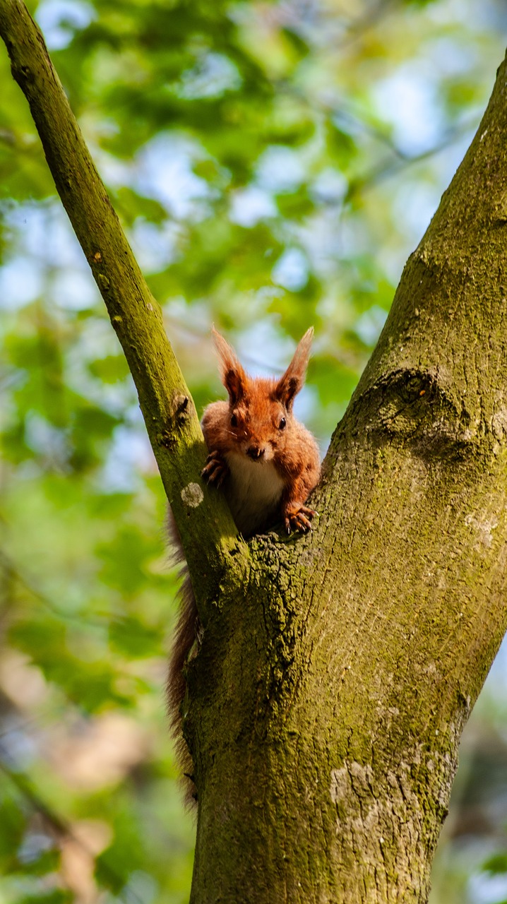 the squirrel  tree  nature free photo