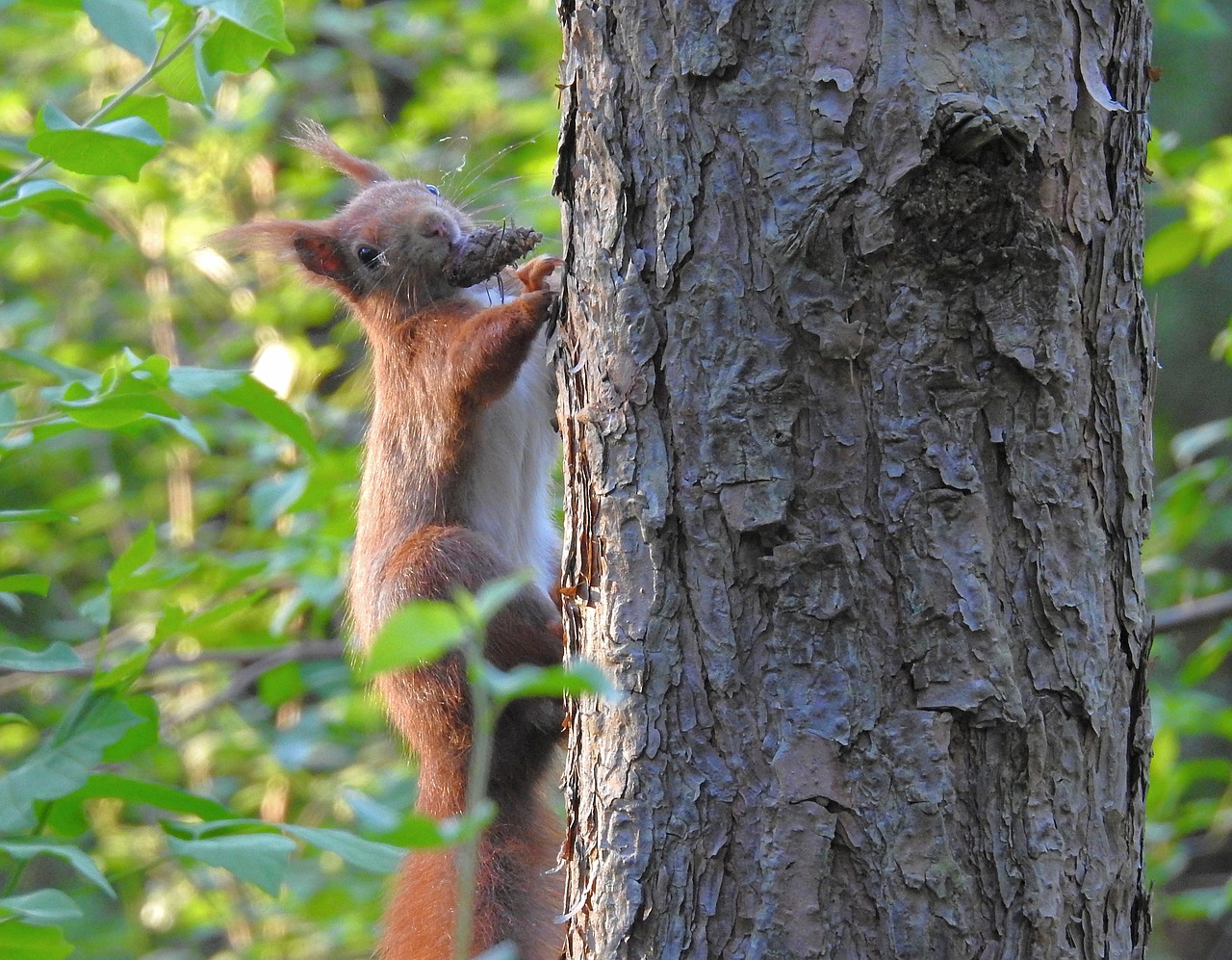 the squirrel  forest  nature free photo