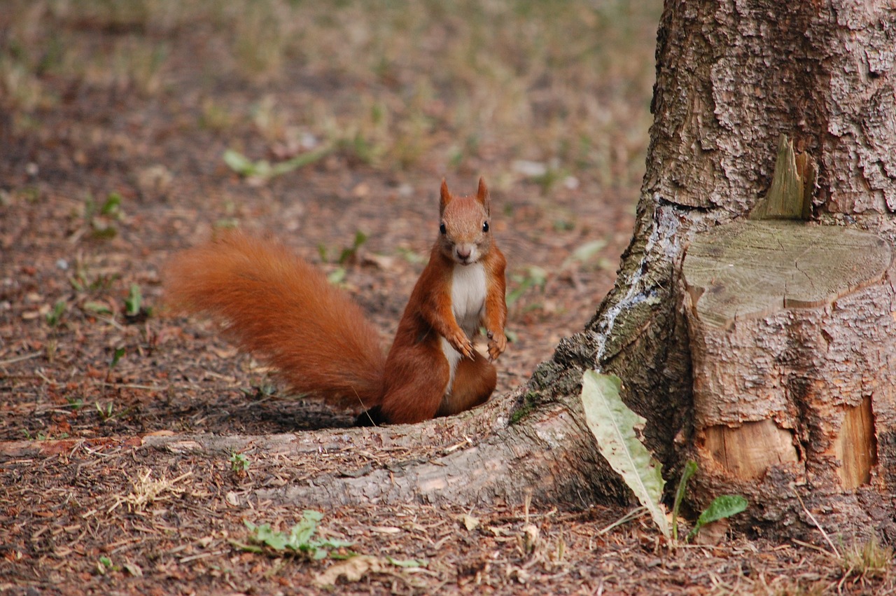 the squirrel  animal  nice free photo