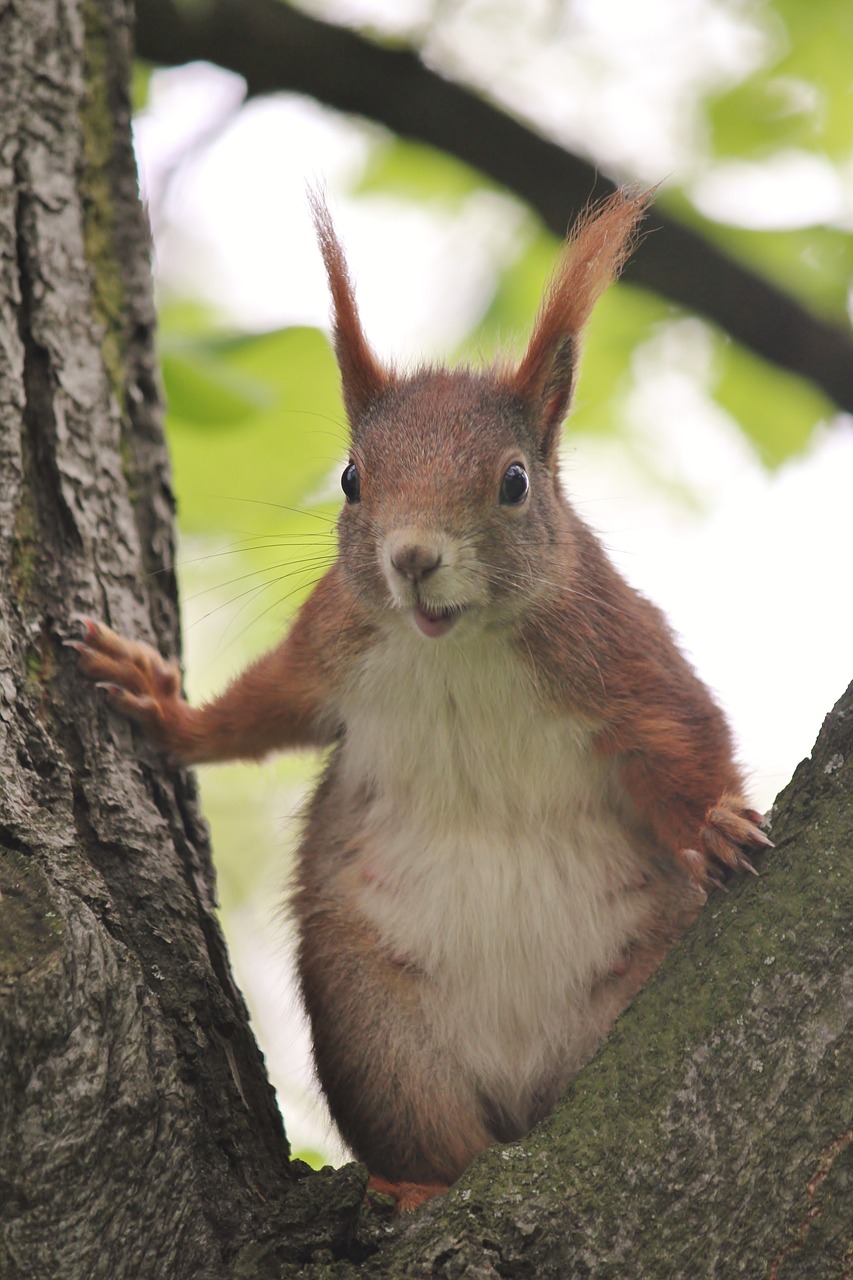 the squirrel  tree  rodent free photo