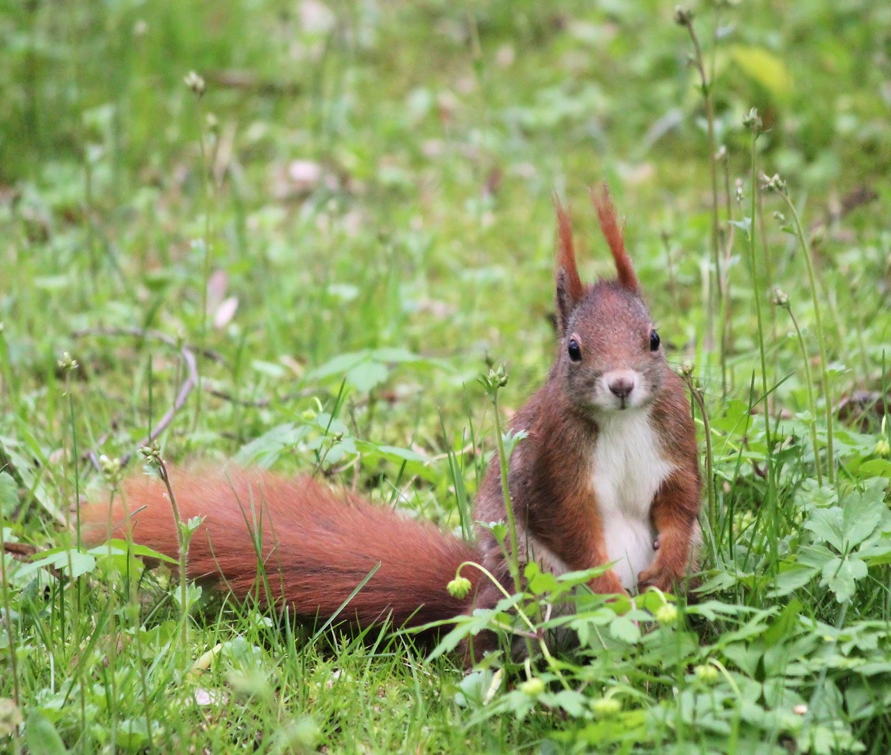 the squirrel  redheaded  nature free photo