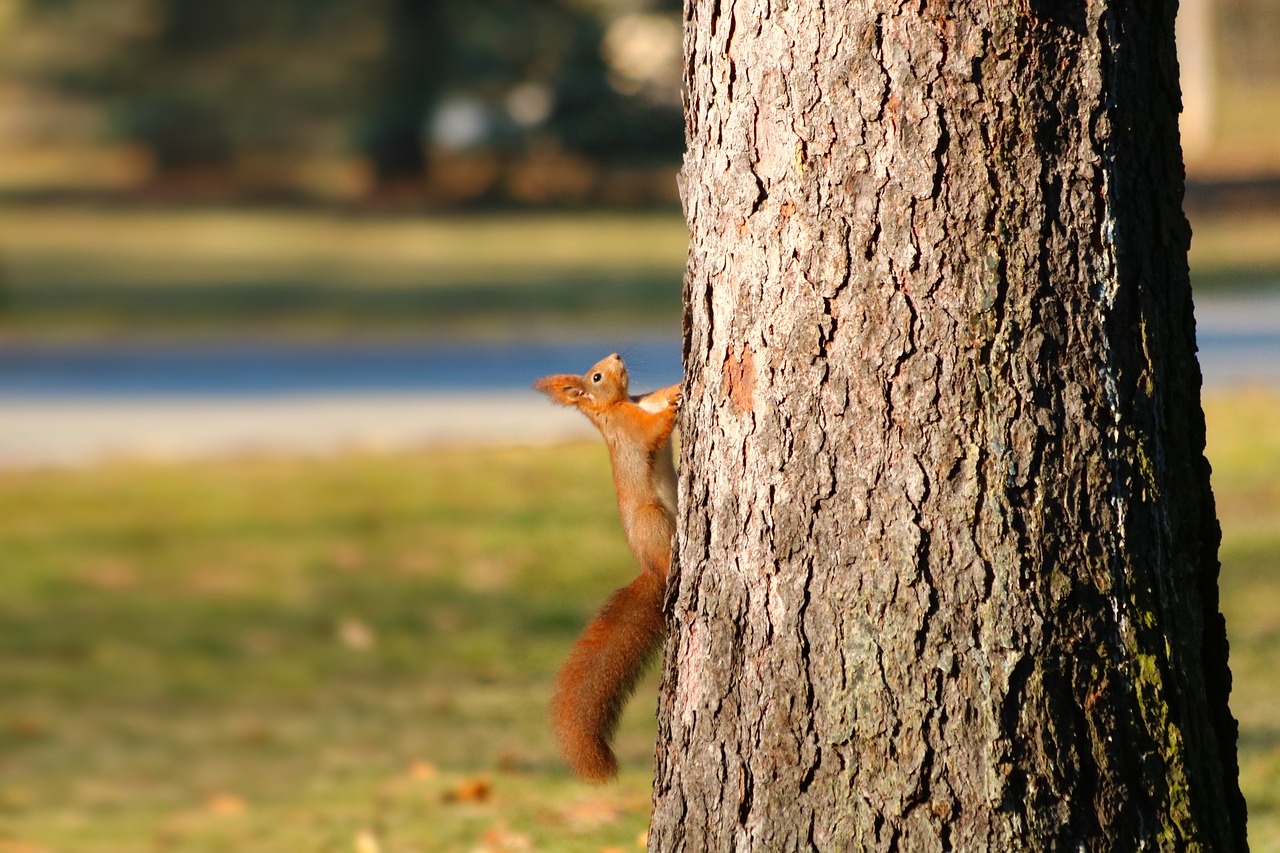 the squirrel  redheaded  animal free photo
