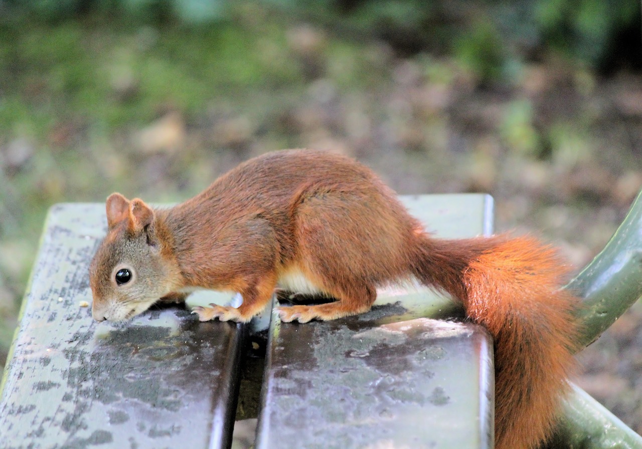 the squirrel  rain  bench free photo