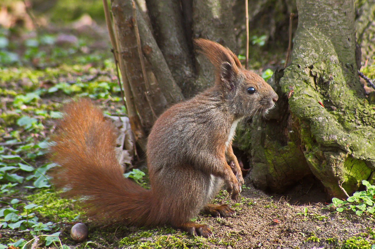 the squirrel  spring  nature free photo