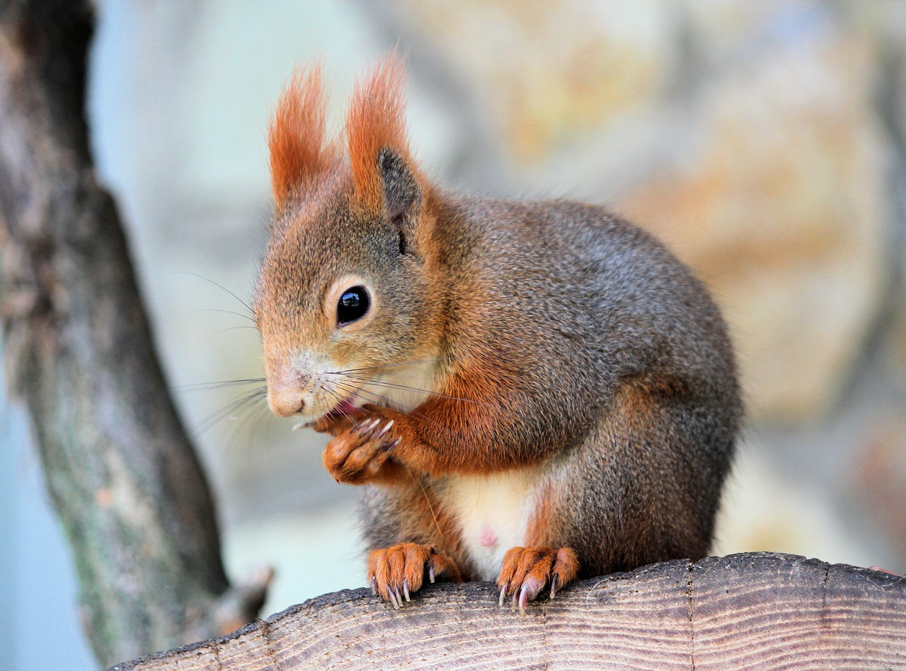 the squirrel  rusty  rodent free photo