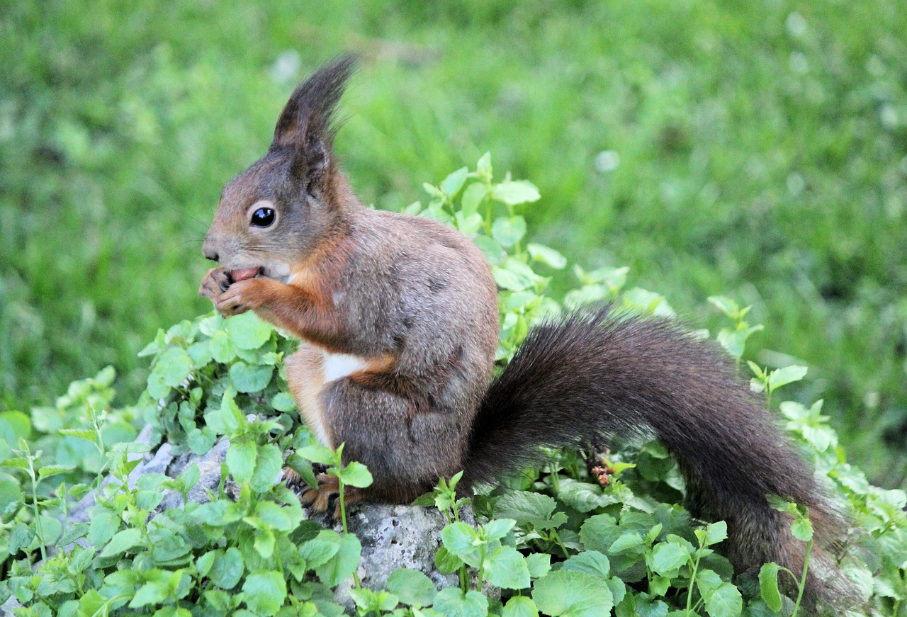 the squirrel  rusty  rodent free photo