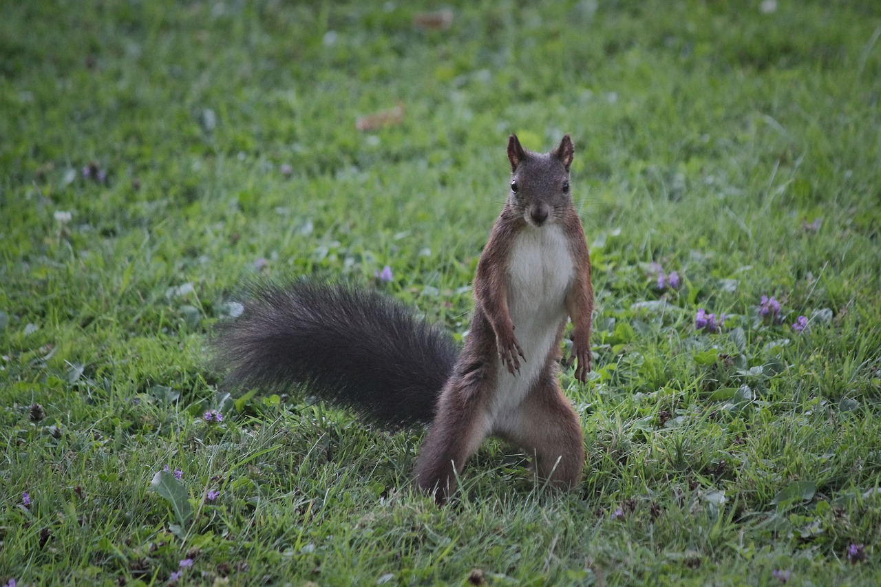 the squirrel  surprised  standing free photo