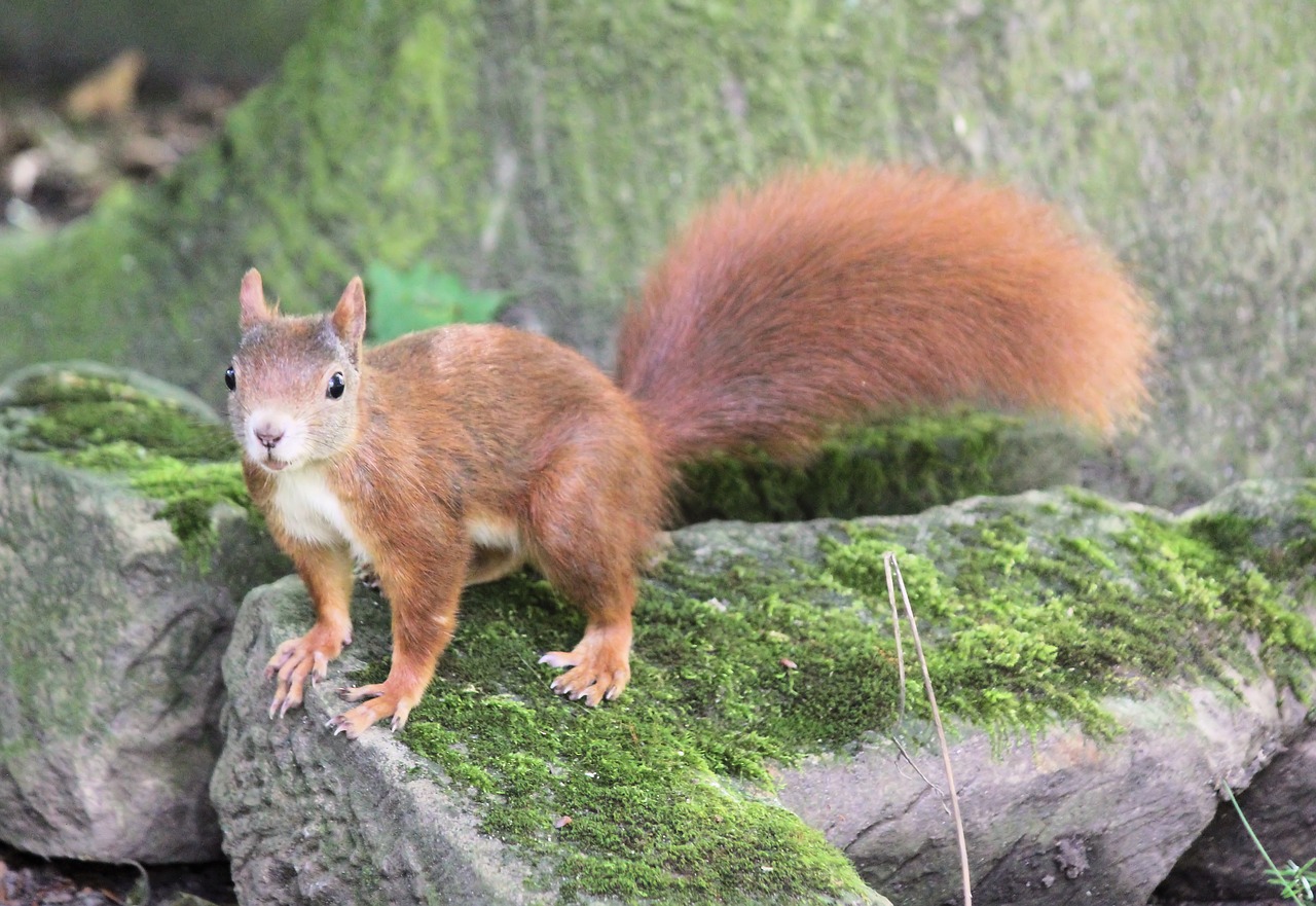 the squirrel  rusty  rodent free photo