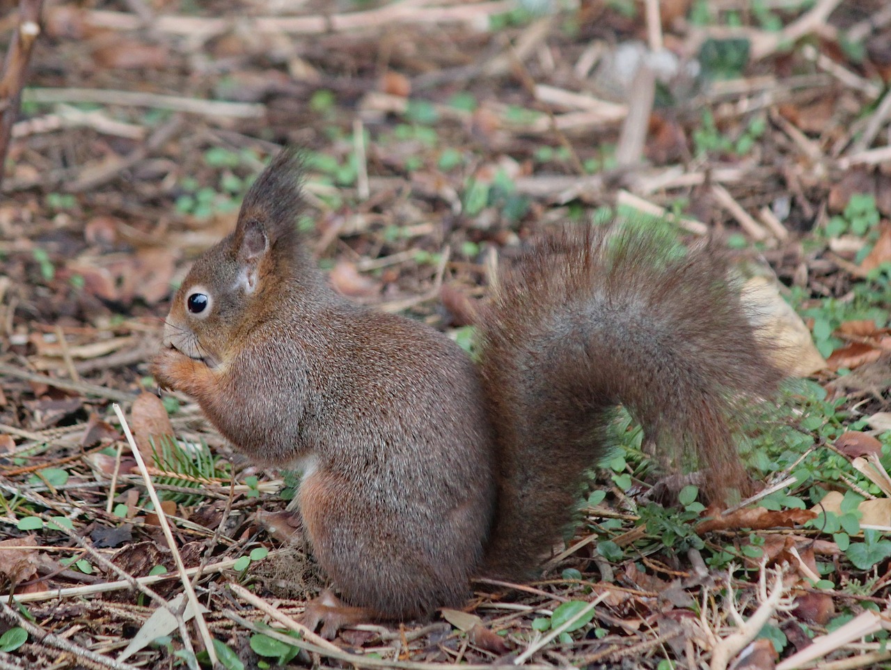 the squirrel  rodent  animal free photo