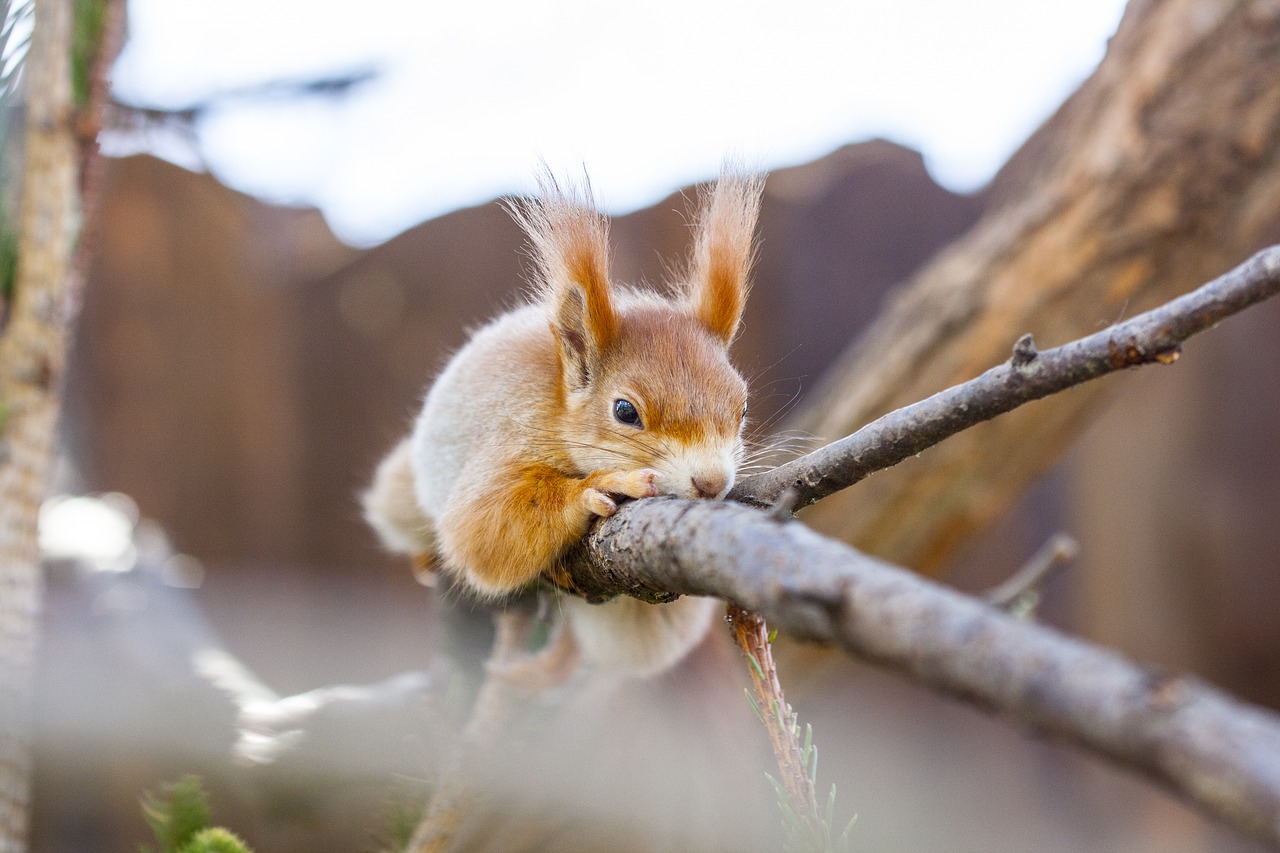 the squirrel  animal  cute free photo
