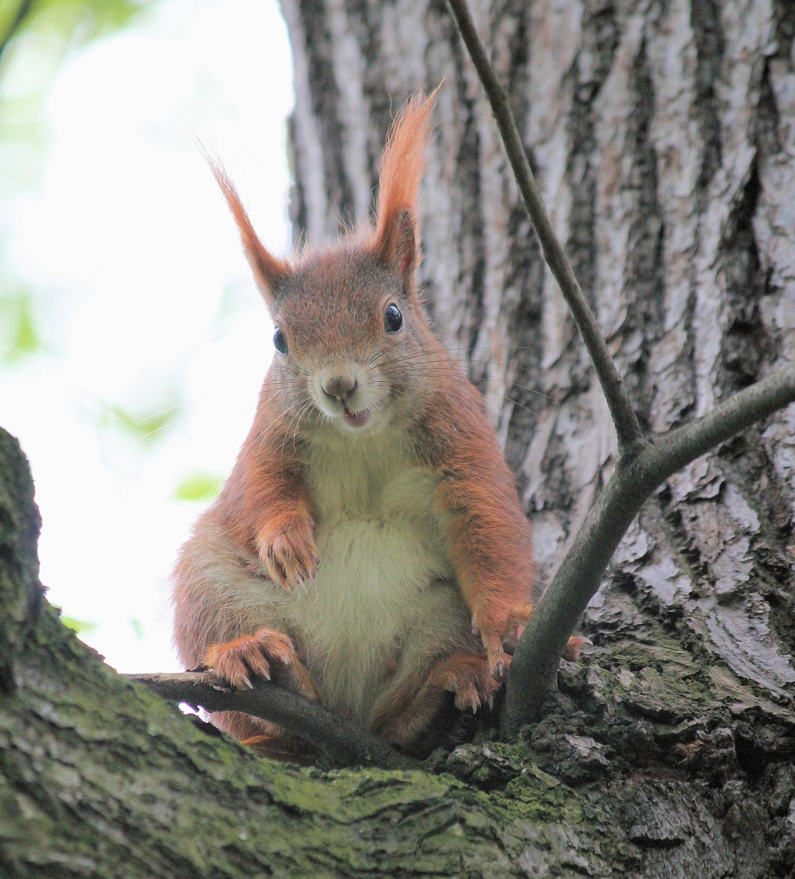 the squirrel  rodent  tree free photo