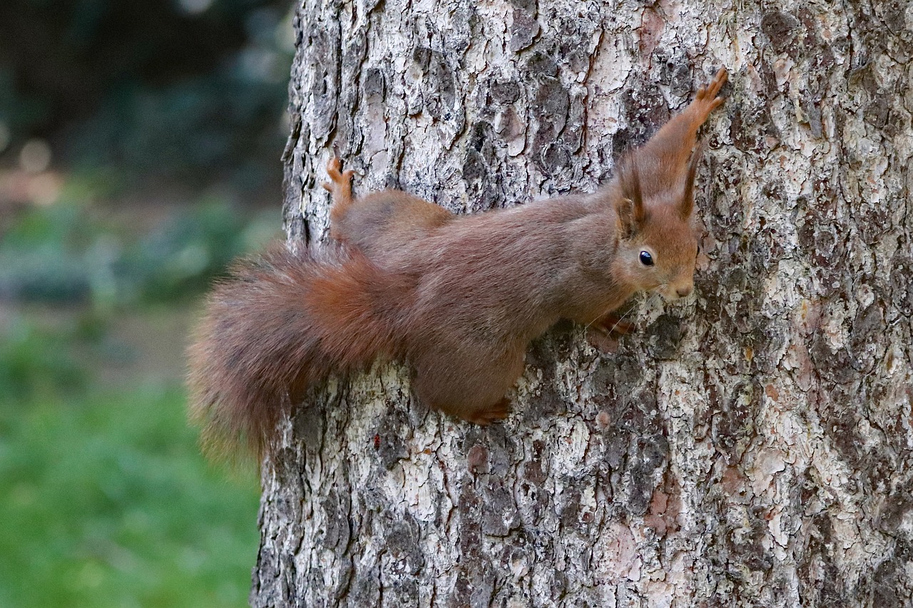 the squirrel  agile  tree free photo