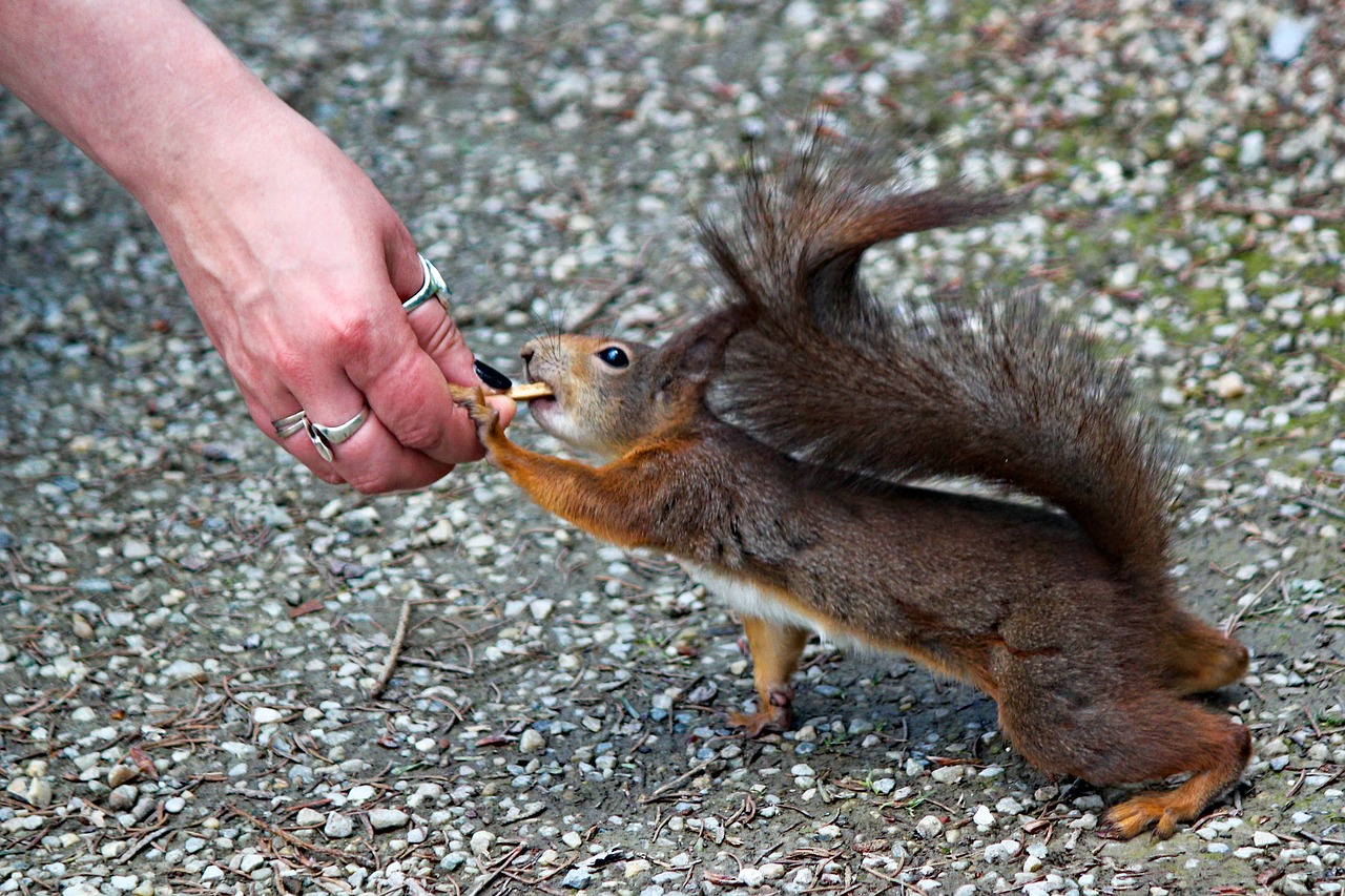 the squirrel  fearless  sassy free photo