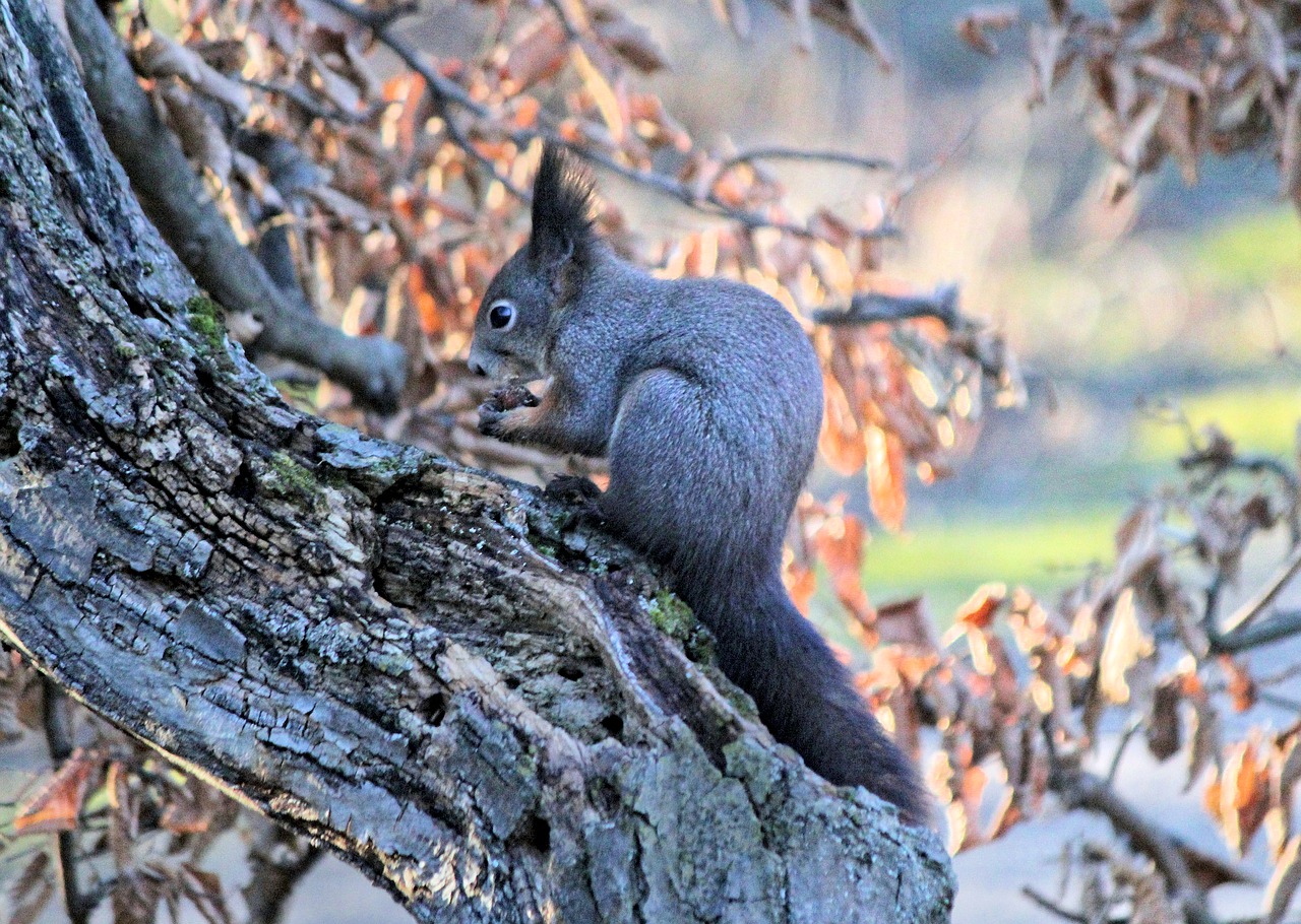the squirrel  gray  rodent free photo