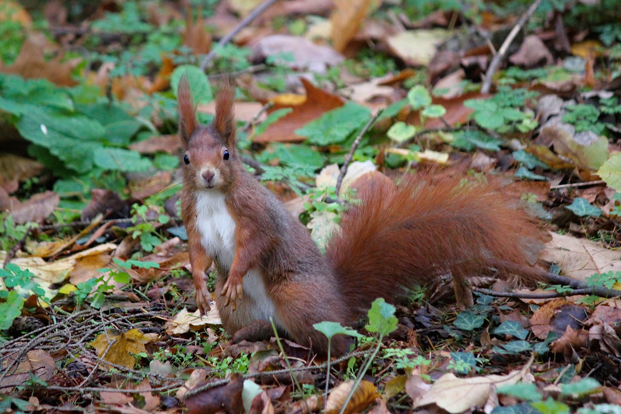 the squirrel  standing  curious free photo