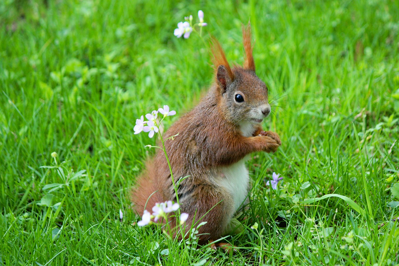 the squirrel  rodent  standing free photo