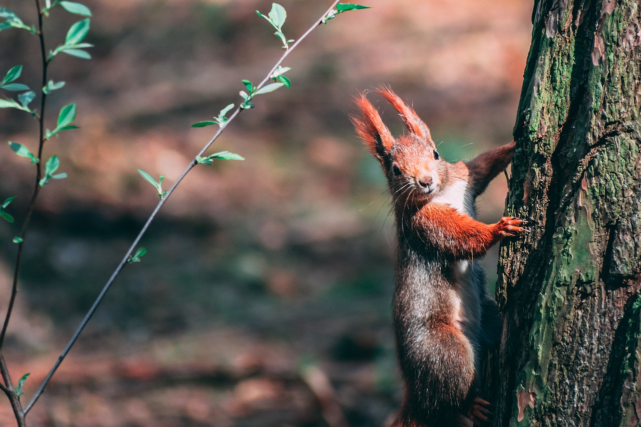 the squirrel  animals  forest free photo