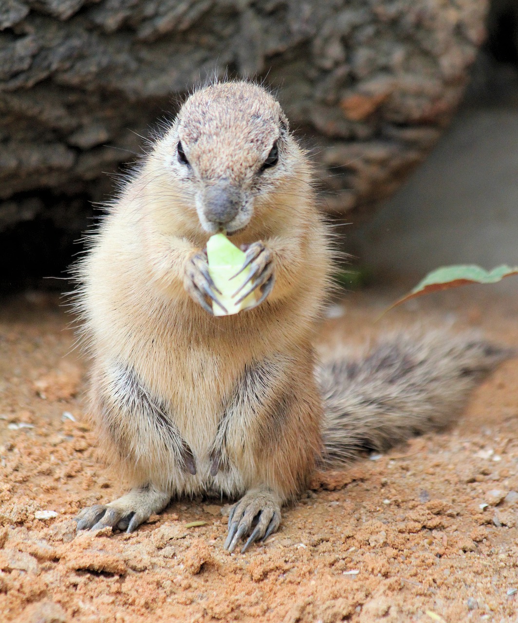 the squirrel  called cape  animal free photo