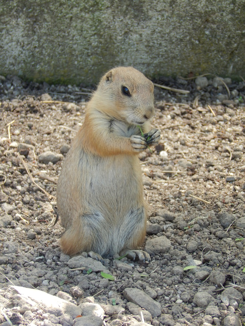 the squirrel rodent animal free photo